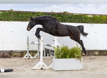 Holstein, Mare, 21 years, 16 hh, Bay-Dark