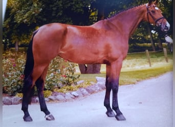 Holstein, Mare, 21 years, 16 hh, Brown