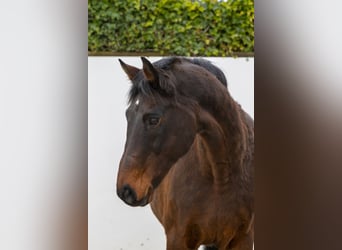 Holstein, Mare, 21 years, 16,1 hh, Brown