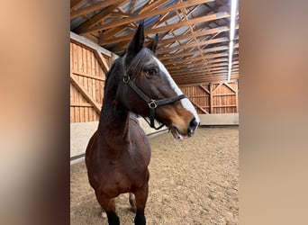 Holstein, Mare, 21 years, 16,2 hh, Brown