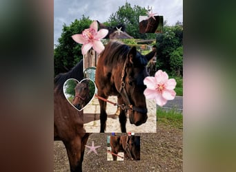 Holstein, Mare, 21 years, 17 hh, Brown