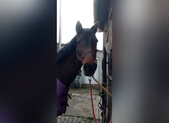 Holstein, Mare, 21 years, 17 hh, Brown
