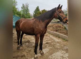 Holstein, Mare, 21 years, 17 hh, Brown