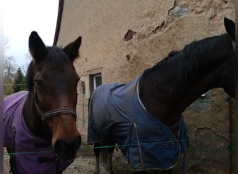 Holstein, Mare, 21 years, 17 hh, Brown