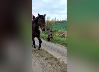 Holstein, Mare, 21 years, 17 hh, Brown