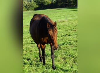 Holstein, Mare, 21 years