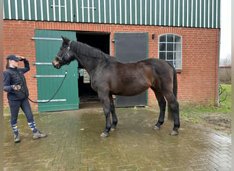 Holstein, Mare, 22 years, 16,2 hh, Bay-Dark