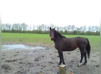 Holstein, Mare, 22 years, 16.2 hh, Bay-Dark