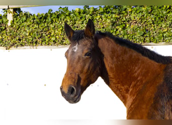 Holstein, Mare, 22 years, 16 hh, Brown