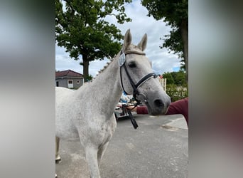 Holstein, Mare, 23 years, 16 hh, Gray