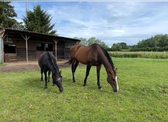 Holstein, Mare, 23 years, 17 hh, Brown