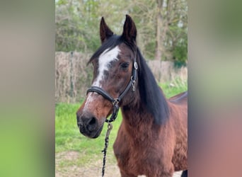 Holstein, Mare, 26 years, 16.1 hh, Bay-Dark