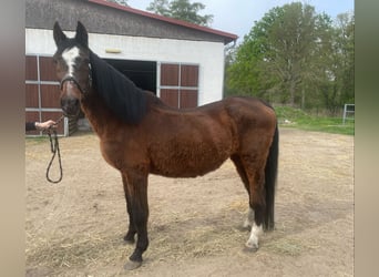 Holstein, Mare, 26 years, 16.1 hh, Bay-Dark