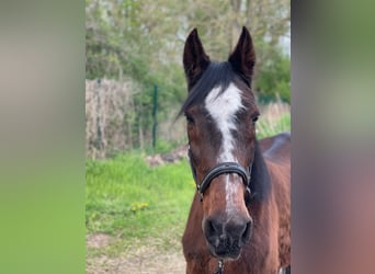 Holstein, Mare, 26 years, 16.1 hh, Bay-Dark