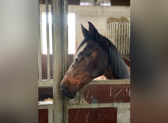 Holstein, Mare, 26 years, 16.1 hh, Bay-Dark