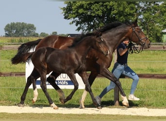 Holstein, Mare, 2 years, 15.1 hh, Bay-Dark