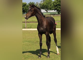 Holstein, Mare, 2 years, 15.1 hh, Bay-Dark