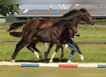 Holstein, Mare, 2 years, 15.1 hh, Bay-Dark
