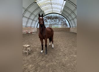 Holstein, Mare, 2 years, 15,1 hh, Brown