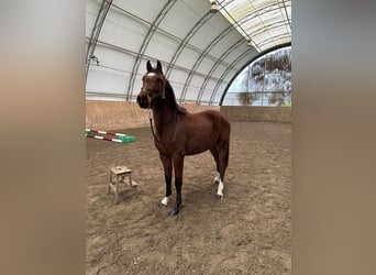 Holstein, Mare, 2 years, 15,1 hh, Brown