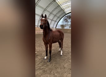 Holstein, Mare, 2 years, 15,1 hh, Brown