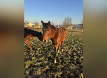 Holstein, Mare, 2 years, 15.1 hh, Brown