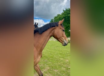 Holstein, Mare, 2 years, 15,2 hh, Brown-Light