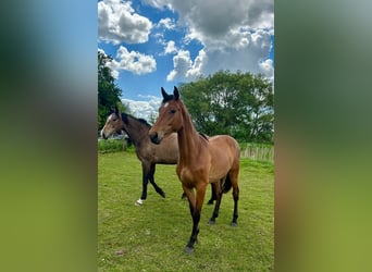 Holstein, Mare, 2 years, 15,2 hh, Brown-Light