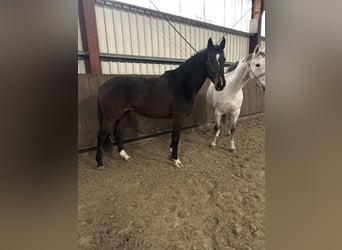 Holstein, Mare, 2 years, 16,1 hh, Bay-Dark