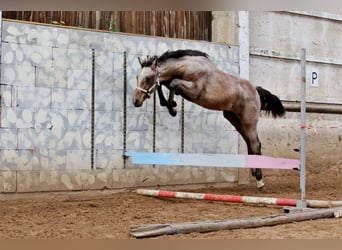 Holstein, Mare, 2 years, 16.1 hh, Grey-Dark-Tan