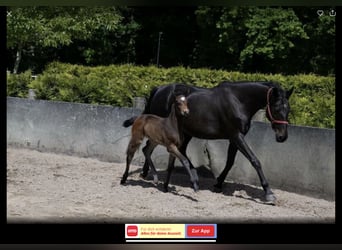 Holstein, Mare, 2 years, 16.2 hh, Bay-Dark Holstein, Mare, 2 years, 16.2 hh, Bay-Dark