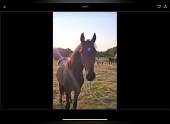 Holstein, Mare, 2 years, 16.2 hh, Bay-Dark Holstein, Mare, 2 years, 16.2 hh, Bay-Dark