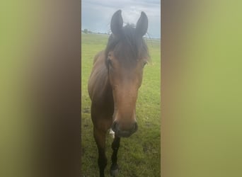 Holstein, Mare, 2 years, 16 hh, Brown