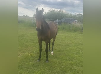 Holstein, Mare, 2 years, 16 hh, Brown