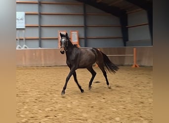 Holstein, Mare, 2 years, 16,2 hh, Bay-Dark