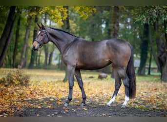 Holstein, Mare, 2 years, Bay-Dark