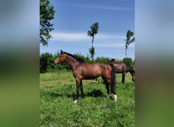 Holstein, Mare, 2 years, Brown