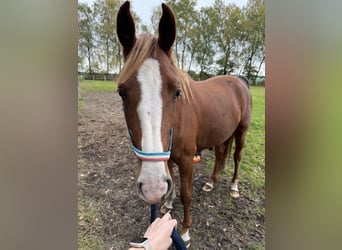 Holsteiner, Stute, 2 Jahre, Fuchs