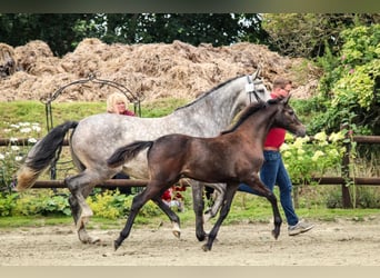Holstein, Mare, 3 years, 15.1 hh, Gray