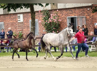 Holstein, Mare, 3 years, 15.1 hh, Gray