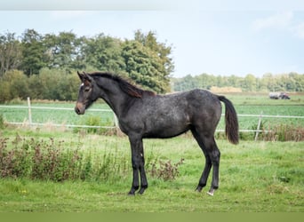 Holstein, Mare, 3 years, 15.1 hh, Gray