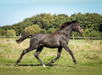 Holstein, Mare, 3 years, 15.1 hh, Gray