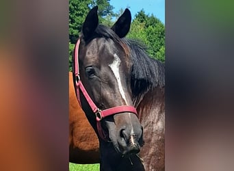Holstein, Mare, 3 years, 15.3 hh, Bay-Dark
