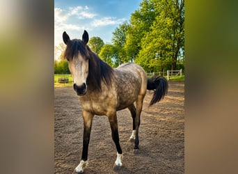 Holstein Mix, Mare, 3 years, 15.3 hh, Buckskin