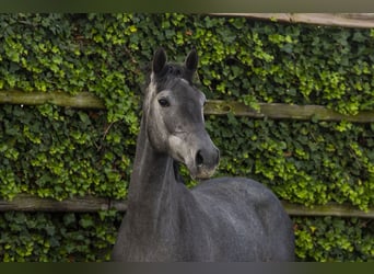 Holstein, Mare, 3 years, 15,1 hh, Grey