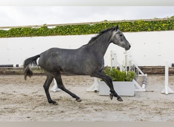 Holstein, Mare, 3 years, 15,1 hh, Grey