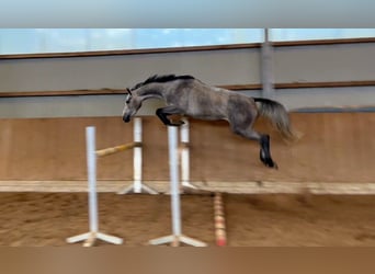 Holstein, Mare, 3 years, 15,2 hh, Grey