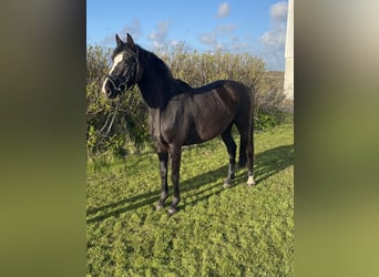 Holstein, Mare, 3 years, 15,2 hh, Smoky-Black