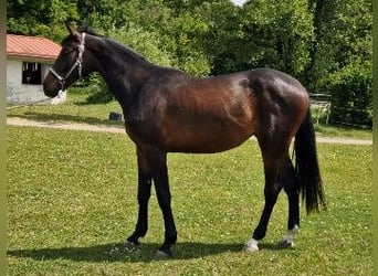 Holstein, Mare, 3 years, 16.2 hh, Bay-Dark