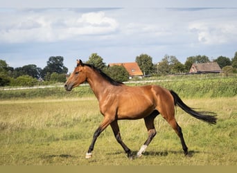 Holstein, Mare, 3 years, 16.2 hh, Brown